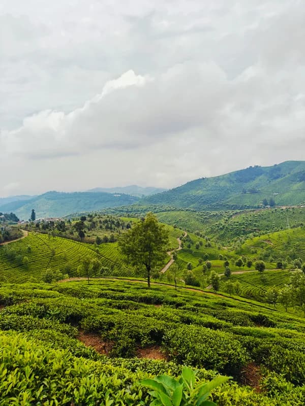Ooty, Tamil Nadu